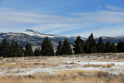 Tough Enough To Take Bitter Cold - by Lisa Ballard